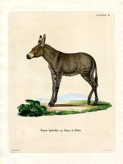Hybridisebra (värillinen kaiverrus) tekijältä German School
