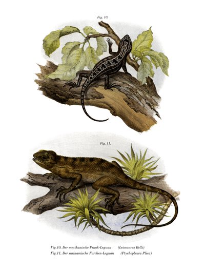 Iguana (väri litho) tekijältä German School