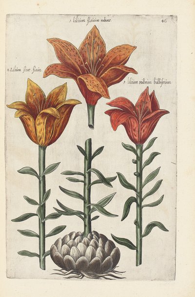 Kuvitus teoksesta "Florilegium ... erilaisten kukkien ja muiden indeksikasvien käsitteleminen elävästi kahdessa osassa ja neljällä kielellä järjestettynä tekijältä German School