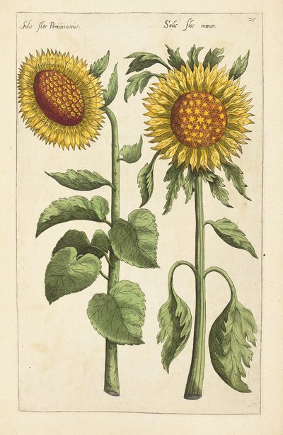 Kuvitus teoksesta "Florilegium ... erilaisten kukkien ja muiden indeksikasvien käsitteleminen elävästi kahdessa osassa ja neljällä kielellä järjestettynä tekijältä German School
