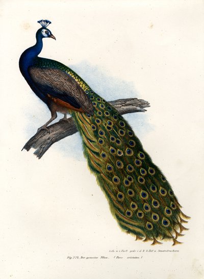 Intian sininen riikinkukko, 1864 tekijältä German School