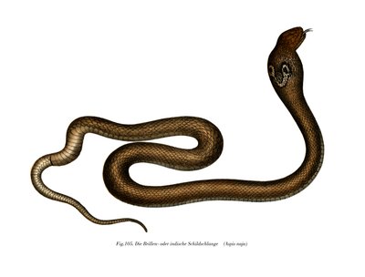 Intian kobra (väri litho) tekijältä German School