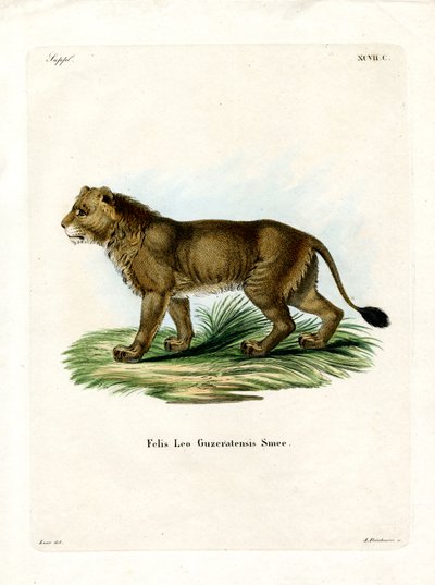 Indian Lion (värillinen kaiverrus) tekijältä German School