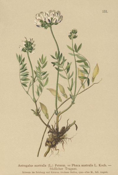 Intialainen maitovirka (Astragalus australis, Astragalus aboriginum, Phaca australis) tekijältä German School