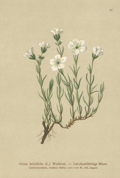 Alppihiekkajuuri (Alsine laricifolia, Minuartia laricifolia, Arenaria laricifolia) tekijältä German School
