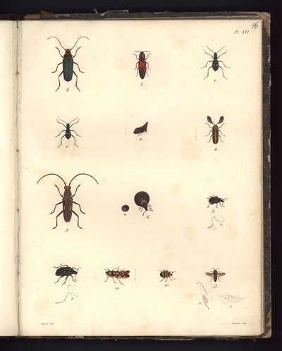 Insecta, Pl. XVI, kuva eläintieteen ja vertailevan anatomian havainnointikokoelmasta, tehty Atlantin valtamerellä, uuden mantereen sisäosissa ja Etelämerellä 179-luvulla tekijältä German School