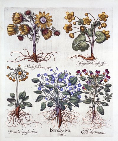 Ipheion Rolf Fiedler Spring Starflower, Marsh Marigold, Pseudo Helleborus, Viola Tricolor ja Cowslip, Hortus Eystettensis, kirjoittanut Basil Besler (1561-1629), pub. 1613 (käsinvärinen kaiverrus) tekijältä German School