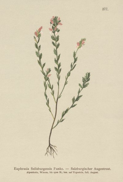 Irlantilainen Eyebright (Euphrasia Salisburgensis) tekijältä German School