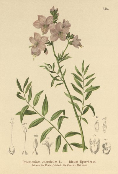 Jacobsin tikkaat (Polemonium coeruleum, Polemonium blue) tekijältä German School