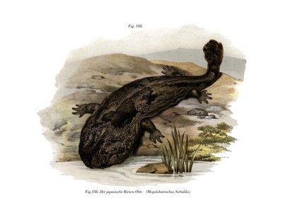 Japanilainen jättiläissalamander (väri litho) tekijältä German School