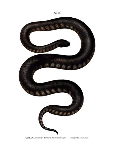 Java File Snake (väri litho) tekijältä German School