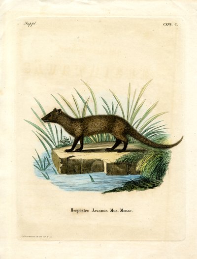 Javan Mongoose (värillinen kaiverrus) tekijältä German School
