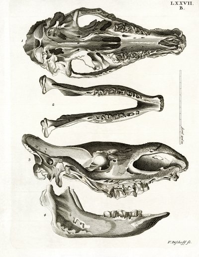 Jaw Bones (värillinen kaiverrus) tekijältä German School