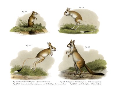 Jerboa, 1860 tekijältä German School