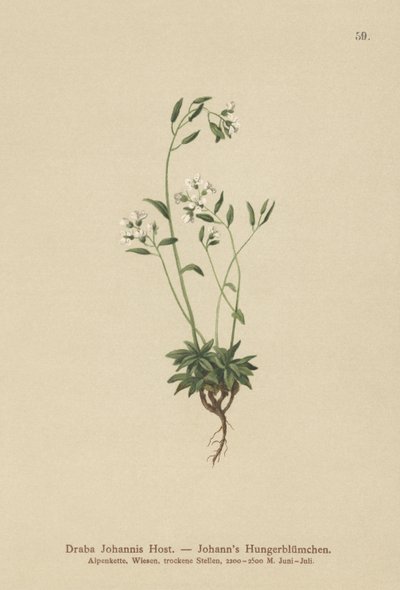 Johns Whitlow-grass (Draba Johannis) tekijältä German School