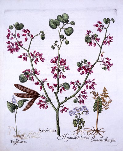 Judas Tree, May Lily, Moonwort, Liverwort, Hortus Eystettensis, kirjoittanut Basil Besler (1561-1629), pub. 1613 (käsinvärinen kaiverrus) tekijältä German School
