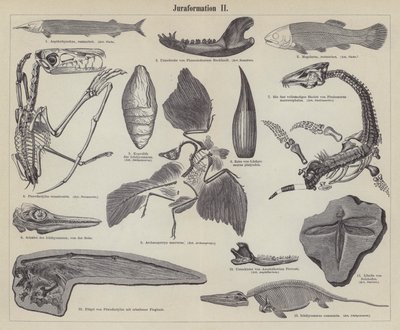 Jurassic fossiilit (kaiverrus) tekijältä German School