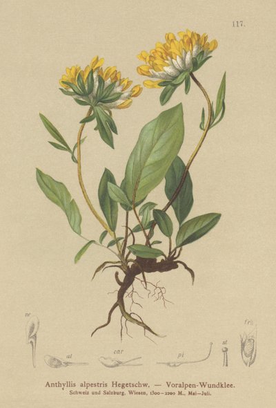 Munuaisvirna (Anthyllis alpestris, Anthyllis vulneraria var. alpestris) tekijältä German School