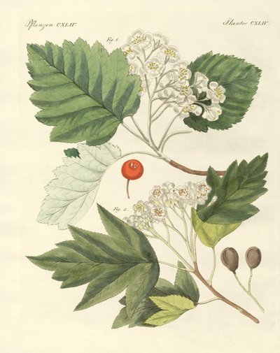 Saksan puulajit (värillinen kaiverrus) tekijältä German School