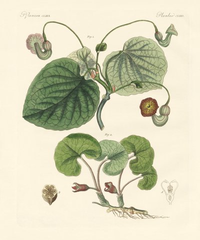 Aristolochia-kasvien tyypit (värillinen kaiverrus) tekijältä German School