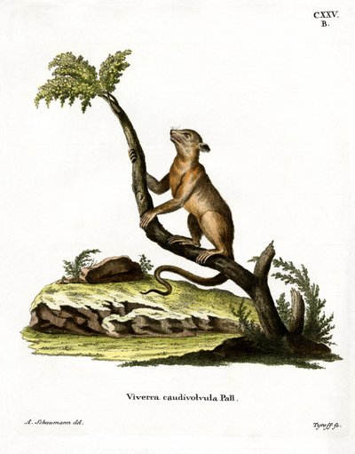 Kinkajou (värillinen kaiverrus) tekijältä German School