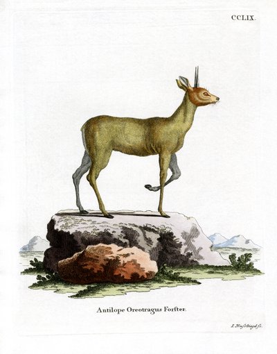 Klipspringer (värillinen kaiverrus) tekijältä German School