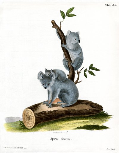 Koala (värillinen kaiverrus) tekijältä German School