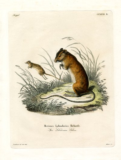 Labrador Jumping Mouse (värillinen kaiverrus) tekijältä German School