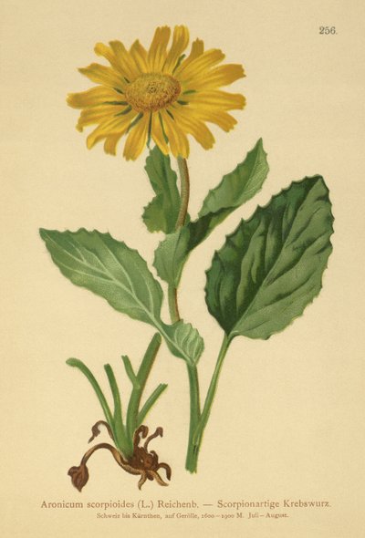 Isokukkainen Leopards Bane (Aronicum scorpioides, Doronicum grandiflorum) tekijältä German School
