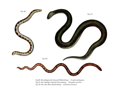 Large Shieldtail Snake (väri litho) tekijältä German School
