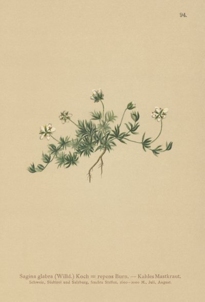 Nurmikon helmiwort (Sagina glabra, Sagina repens) tekijältä German School