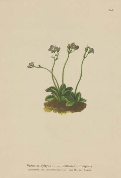 Lehdetönvartinen Speedwell (Veronica aphylla) tekijältä German School