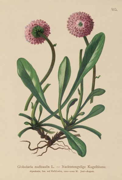Lehdetön varsimainen globularia (Globularia nudicaulis) tekijältä German School