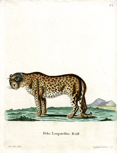 Leopardi (värillinen kaiverrus) tekijältä German School