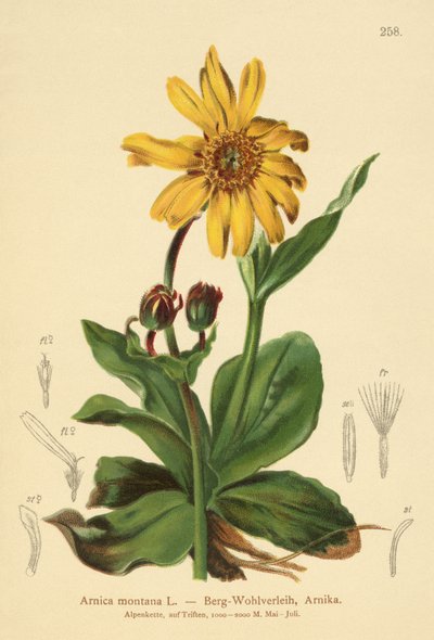 Leopards-bane (Arnica montana) tekijältä German School