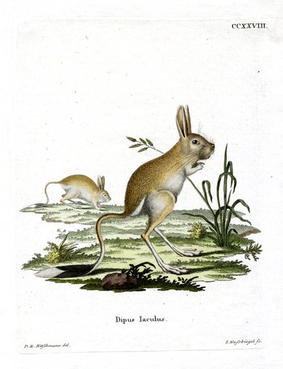 Pieni egyptiläinen jerboa (värillinen kaiverrus) tekijältä German School