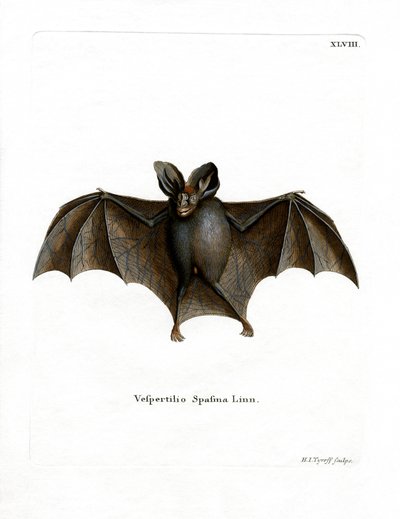 Lesser False Vampire Bat (värillinen kaiverrus) tekijältä German School