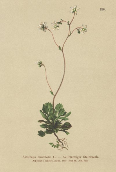 Pieni Lontoon ylpeys (Saxifraga cuneifolia) tekijältä German School