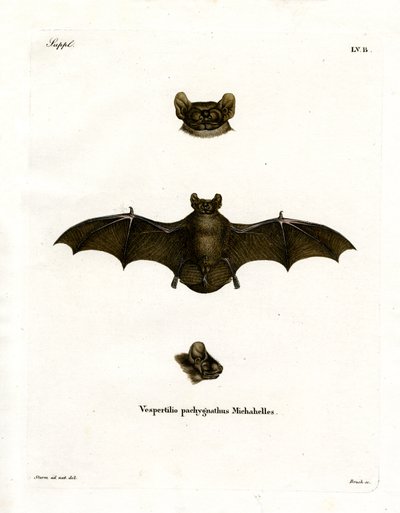 Lesser Noctule Bat (värillinen kaiverrus) tekijältä German School
