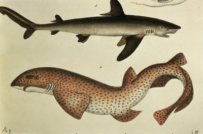 Lesser Spotted Dogfish, Pl. 93 julkaisusta "Natural History and Illustration of Fish", kirjoittanut H.R. Schinz, 1836 tekijältä German School