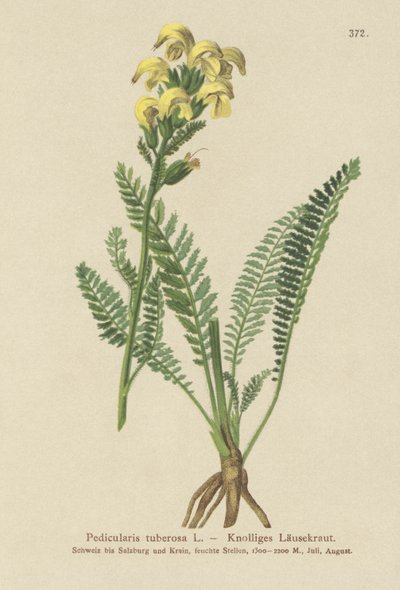 Pitkänokkainen keltainen täimato (Pedicularis tuberosa) tekijältä German School
