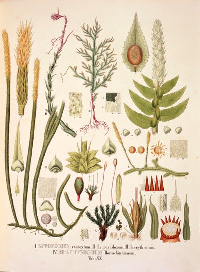 Lycopodium ja Brachymenium, taulukko XX Johann Baptist Von Spixin ja Carl Friedrich Von Martiuksen 