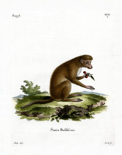 Macaque (värillinen kaiverrus) tekijältä German School