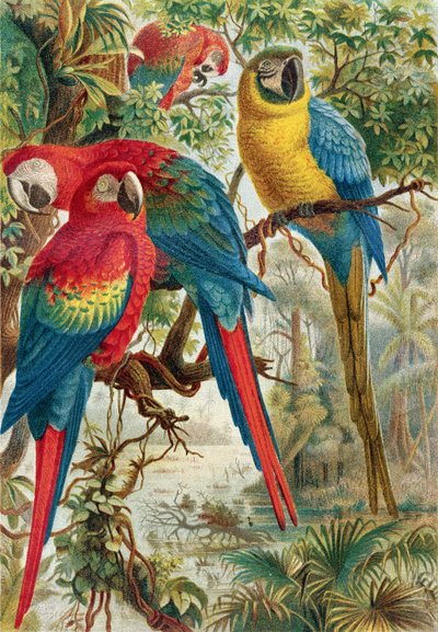 Arat, levy Brehmin eläinelämästä: General Knowledge of the Animal Kingdom, osa 5, s. 60, julkaissut Bibliographic Institute, 1892 tekijältä German School