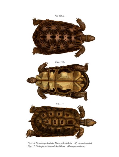 Madagascanin hämähäkkikilpikonna (väri litho) tekijältä German School