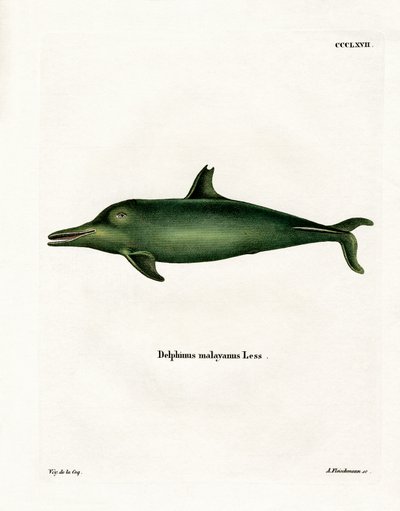 Malayan Dolphin (värillinen kaiverrus) tekijältä German School