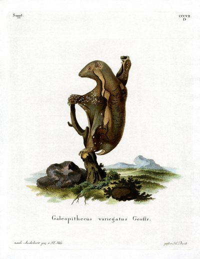 Malayan Flying Lemur (värillinen kaiverrus) tekijältä German School
