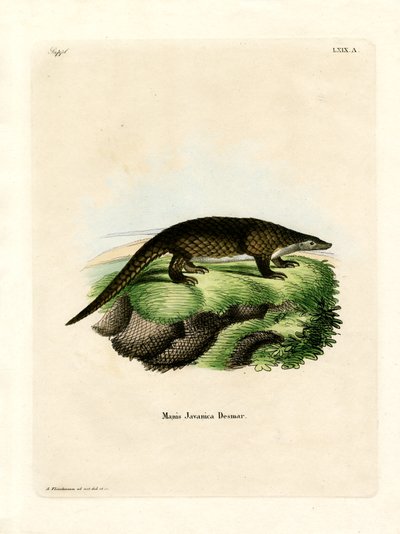 Malayan Pangolin (värillinen kaiverrus) tekijältä German School