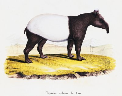Malaijilainen tapiiri (Tapirus indicus), nisäkkäistä kuvitettu luonnosta kuvauksin, Johann Christian Daniel von Schreber (1739-1810), kaiverrus A Fleischman C Weberin piirtämänä, osa 6-7, taulukko 319-A, Saksa tekijältä German School