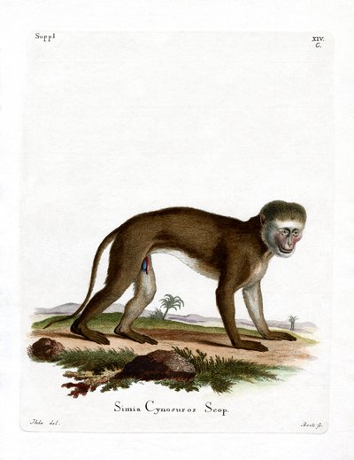 Malbrouck Monkey (värillinen kaiverrus) tekijältä German School